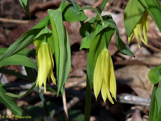 {Uvularia grandiflora}